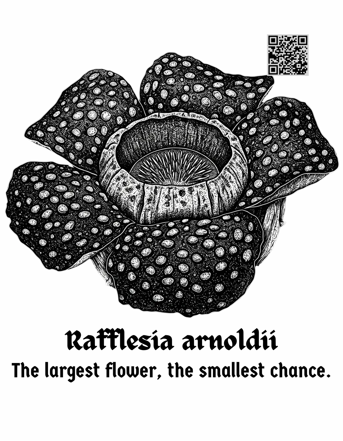 Rafflesias Whisper